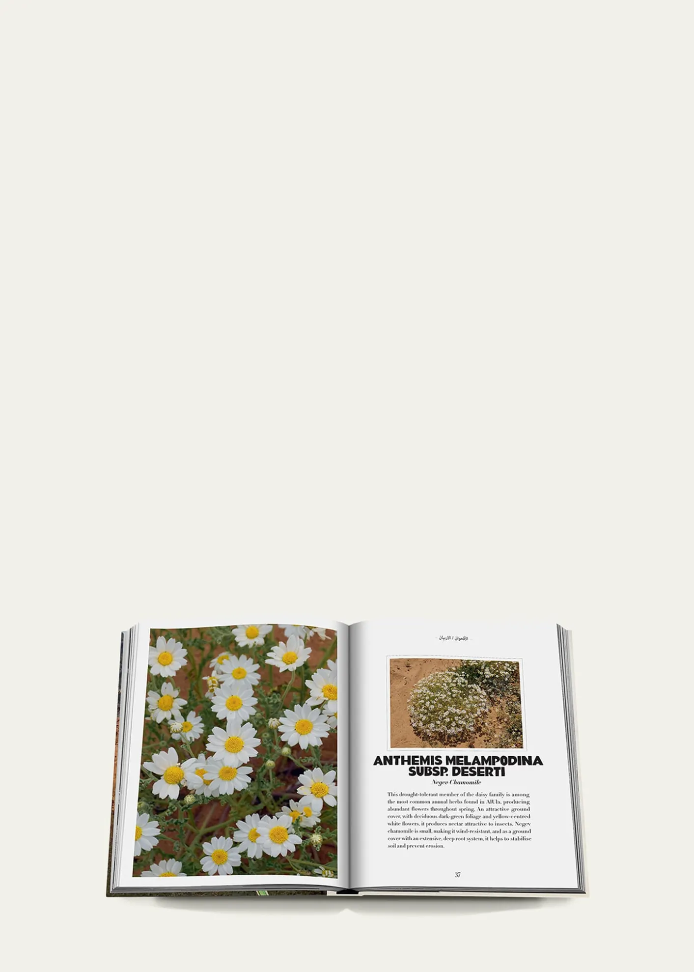 Assouline"AlUla Flora: A Botanical Treasure" Book by Abdulaziz Assaeed