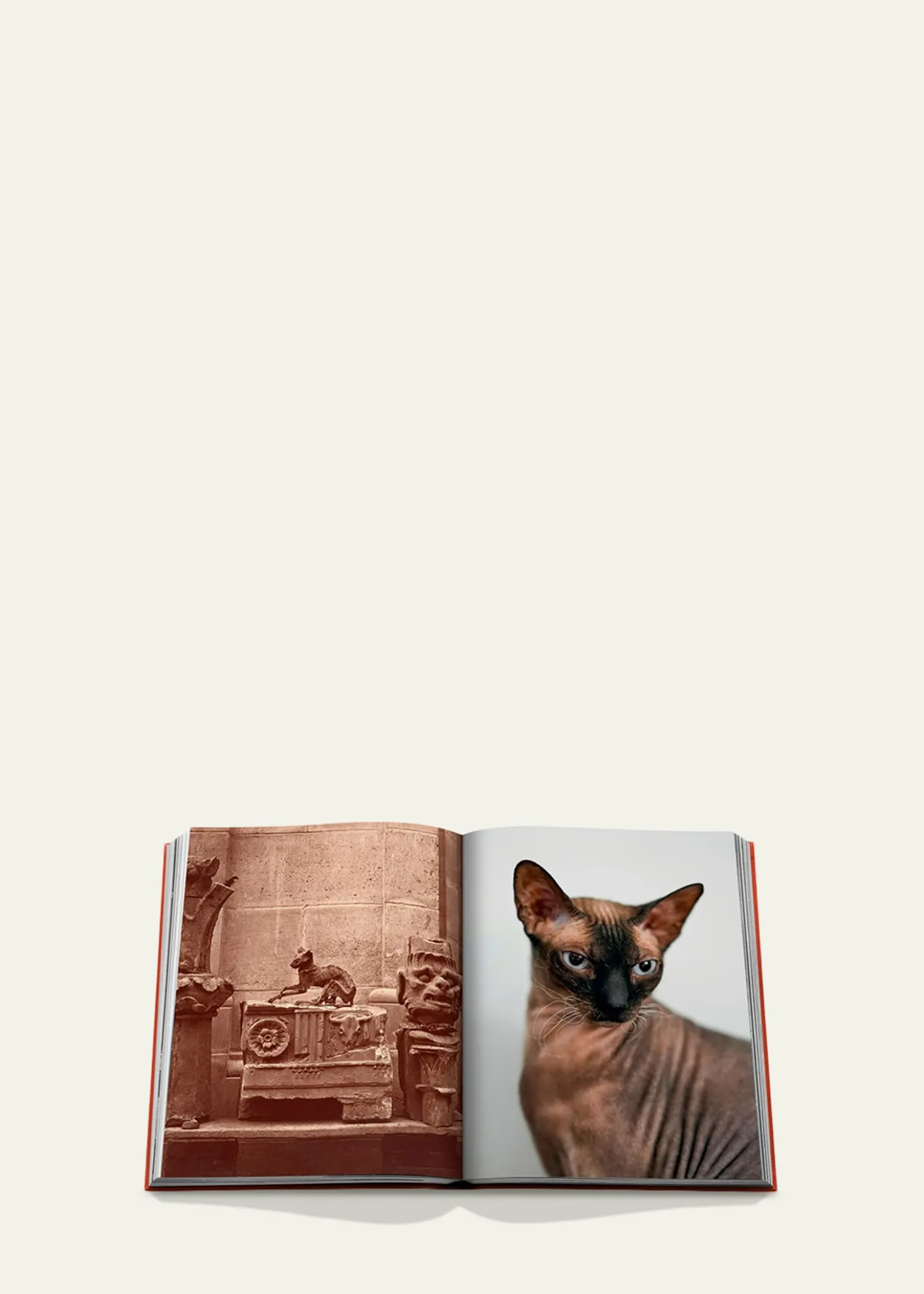 Assouline"Chic Cats" Book by Brett Martin