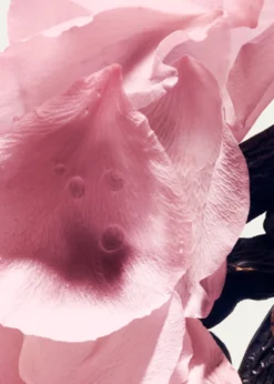 Balmain BeautyRose De Soie Eau de Parfum