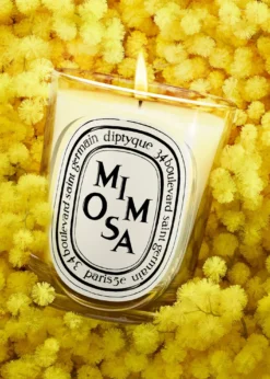 DIPTYQUEMimosa Classic Candle, 6.7 oz.