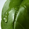 Dries Van NotenBasil & Hinoki Liquid Soap, 12.2 oz.