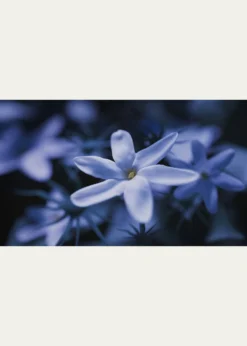 Ex NihiloBlue Talisman Extrait de Parfum, 1.7 oz.