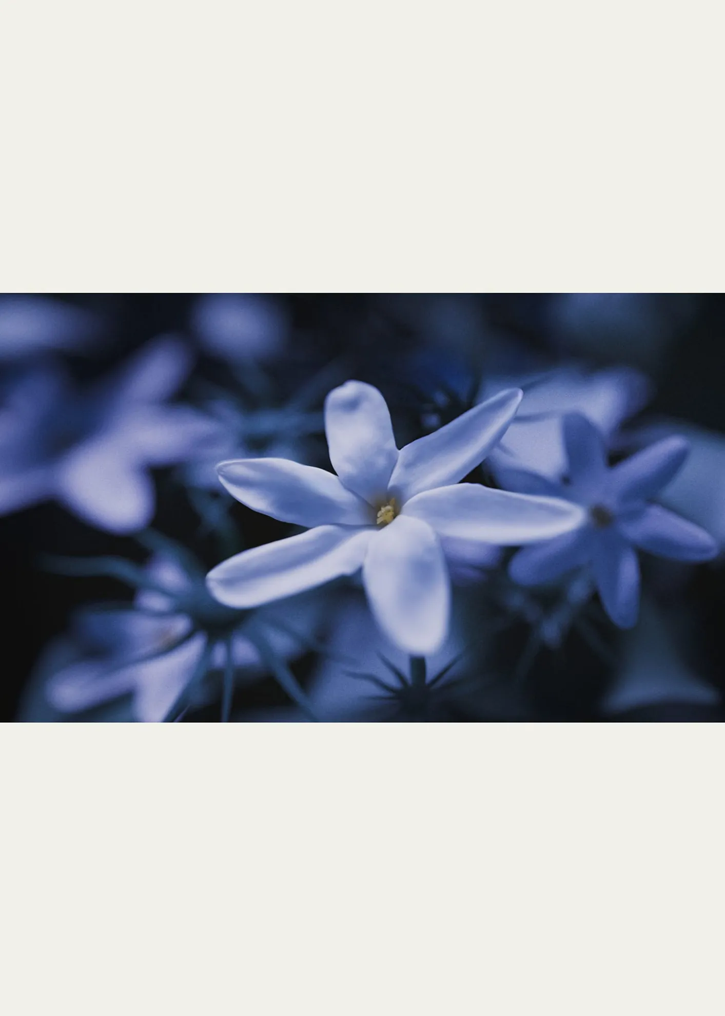 Ex NihiloBlue Talisman Extrait de Parfum, 1.7 oz.