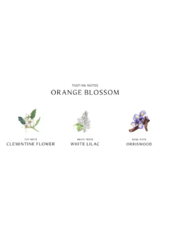 Jo Malone LondonOrange Blossom Cologne, 3.4 oz.
