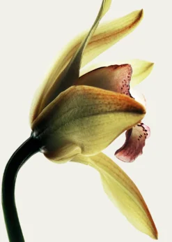 LoeweRoasted Vanilla Eau de Parfum, 3.4 oz.