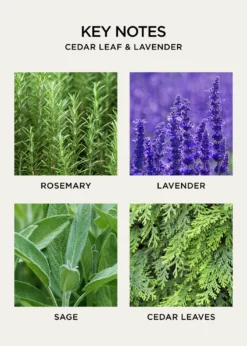 NEST New YorkCedar Leaf & Lavender Liquid Soap, 10 oz.
