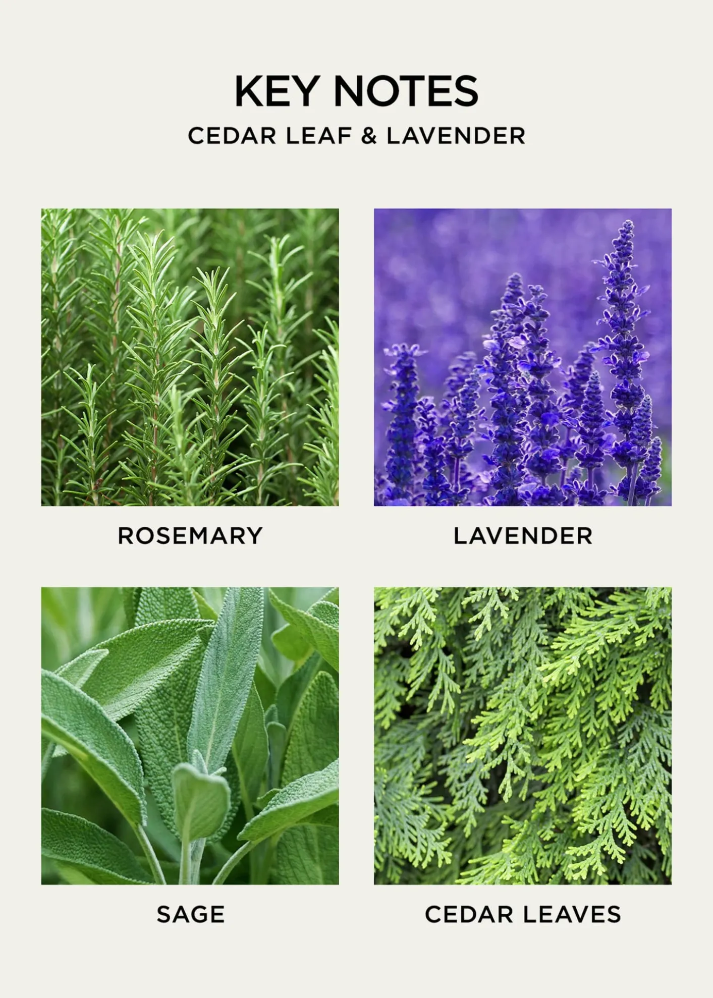 NEST New YorkCedar Leaf & Lavender Liquid Soap, 10 oz.