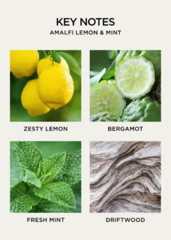 NEST New York10 oz. Amalfi Lemon and Mint Liquid Soap