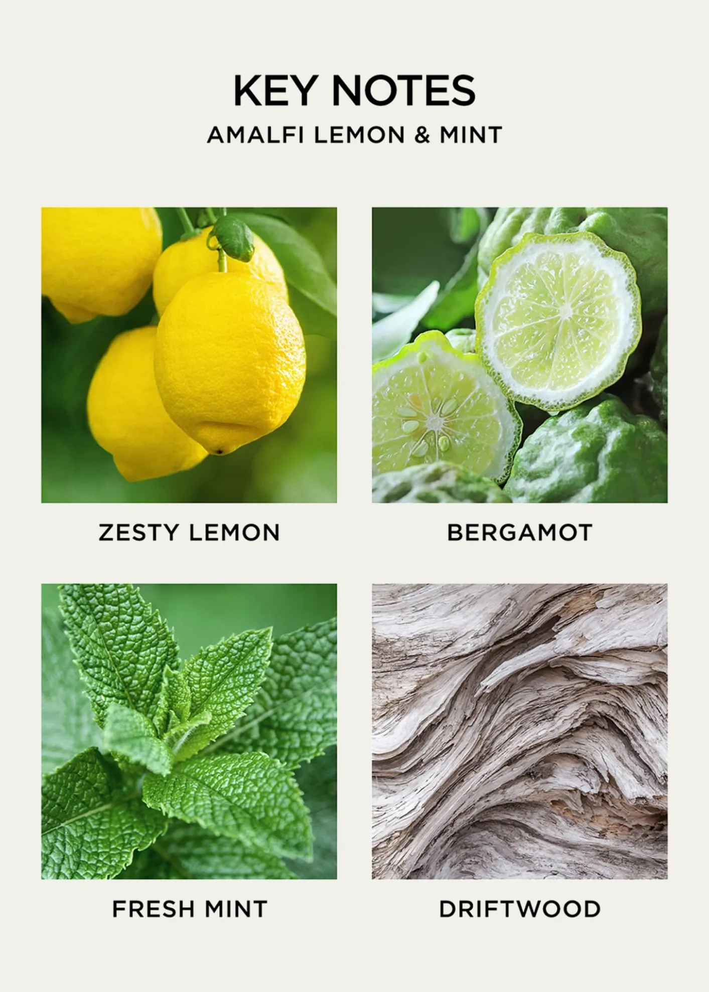 NEST New York10 oz. Amalfi Lemon and Mint Liquid Soap