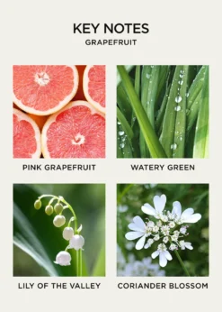NEST New York10 oz. Grapefruit Liquid Soap