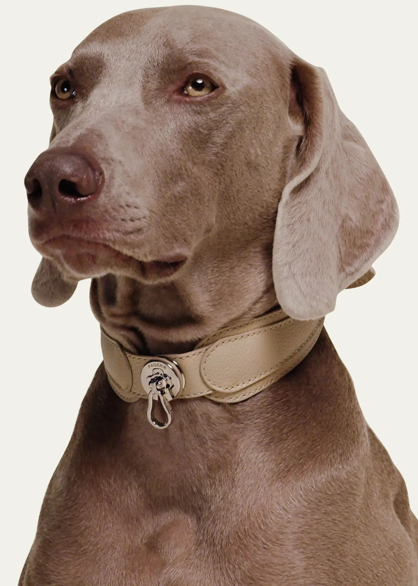 PAGERIEThe Dorro Dog Collar