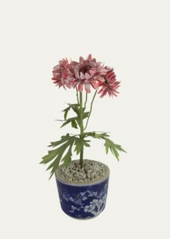 Tommy MitchellCrysanthemum November Birth Flower in Ceramic Pot