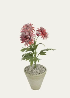 Tommy MitchellCrysanthemum November Birth Flower in White Terracotta Pot