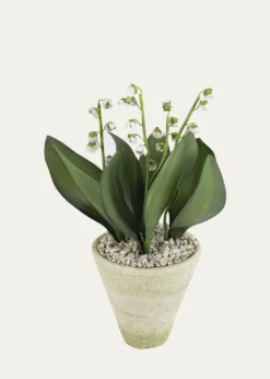 Tommy MitchellLily of the Valley May Birth Flower in White Terracotta Pot