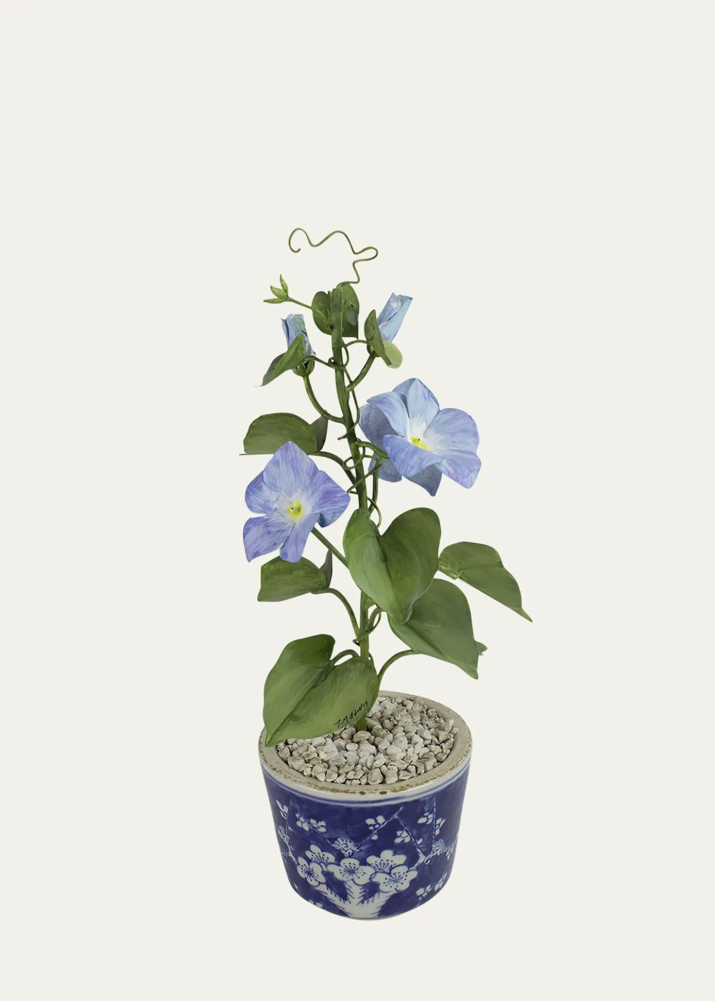 Tommy MitchellMorning Glory September Birth Flower in Ceramic Pot